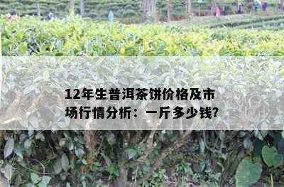 12年生普洱茶饼价格及市场行情分析：一斤多少钱？