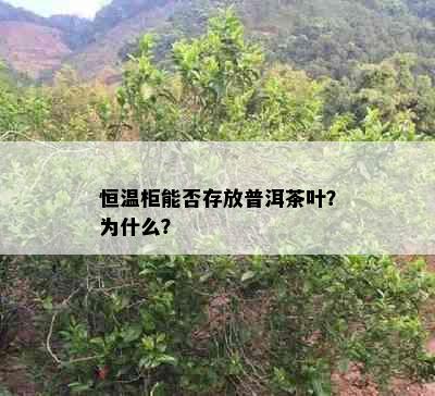 恒温柜能否存放普洱茶叶？为什么？