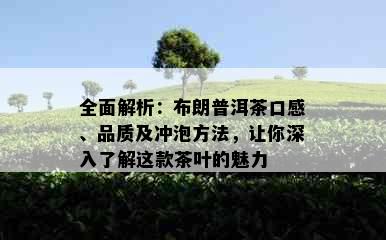 全面解析：布朗普洱茶口感、品质及冲泡方法，让你深入了解这款茶叶的魅力