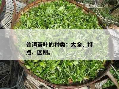 普洱茶叶的种类：大全、特点、区别。