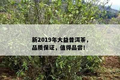 新2019年大益普洱茶，品质保证，值得品尝！