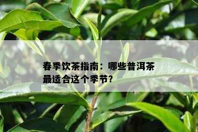 春季饮茶指南：哪些普洱茶最适合这个季节？