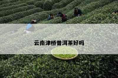 云南津桥普洱茶好吗