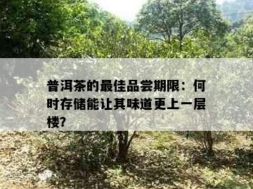 普洱茶的更佳品尝期限：何时存储能让其味道更上一层楼？