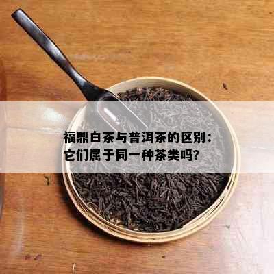 福鼎白茶与普洱茶的区别：它们属于同一种茶类吗？