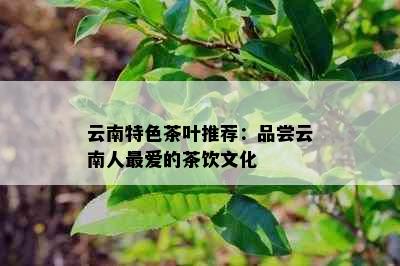 云南特色茶叶推荐：品尝云南人更爱的茶饮文化