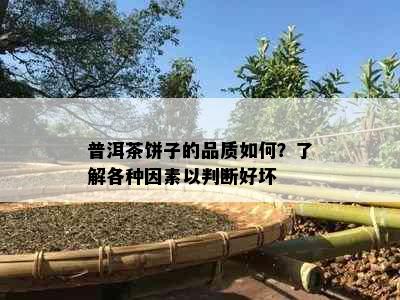 普洱茶饼子的品质如何？了解各种因素以判断好坏