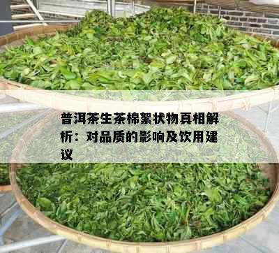 普洱茶生茶棉絮状物真相解析：对品质的影响及饮用建议