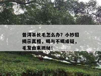 普洱茶长毛怎么办？小妙招揭示真相，喝与不喝成疑，毛发由来揭秘！