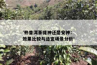 '熟普洱茶提神还是安神：效果比较与适宜场景分析'