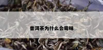 普洱茶为什么会霉味