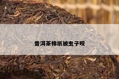 普洱茶棉纸被虫子咬