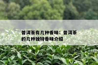 普洱茶有几种香味：普洱茶的几种独特香味介绍