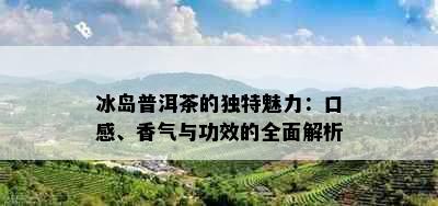 冰岛普洱茶的独特魅力：口感、香气与功效的全面解析