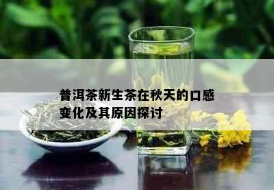 普洱茶新生茶在秋天的口感变化及其原因探讨