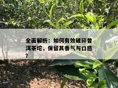 全面解析：如何有效破碎普洱茶坨，保留其香气与口感？