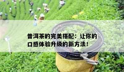 普洱茶的完美搭配：让你的口感体验升级的新方法！