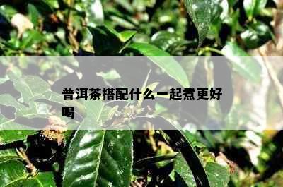 普洱茶搭配什么一起煮更好喝