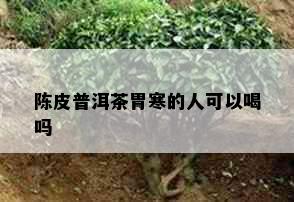 陈皮普洱茶胃寒的人可以喝吗