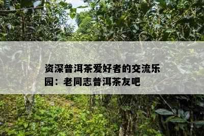 资深普洱茶爱好者的交流乐园：老同志普洱茶友吧