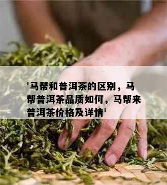 '马帮和普洱茶的区别，马帮普洱茶品质如何，马帮来普洱茶价格及详情'