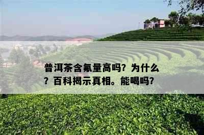 普洱茶含氟量高吗？为什么？百科揭示真相。能喝吗？