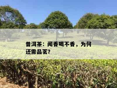 普洱茶：闻香喝不香，为何还需品茗？