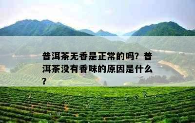 普洱茶无香是正常的吗？普洱茶没有香味的原因是什么？