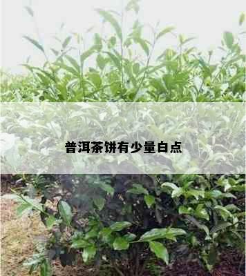 普洱茶饼有少量白点