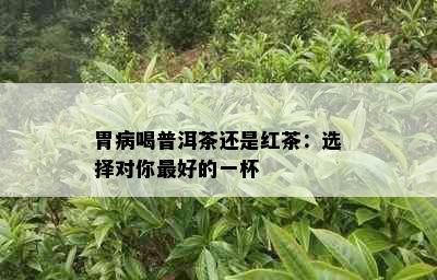 胃病喝普洱茶还是红茶：选择对你更好的一杯