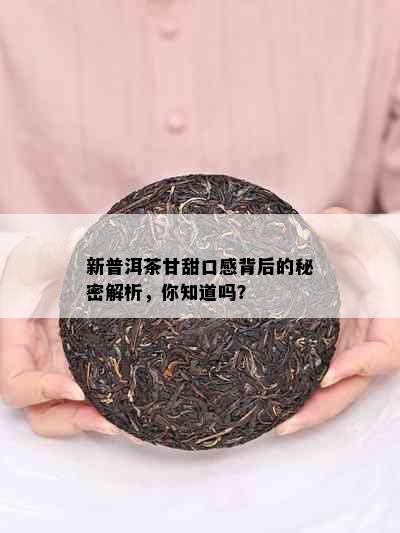 新普洱茶甘甜口感背后的秘密解析，你知道吗？