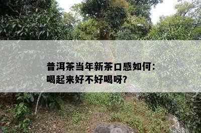 普洱茶当年新茶口感如何：喝起来好不好喝呀？