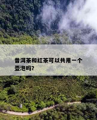 普洱茶和红茶可以共用一个壶泡吗？