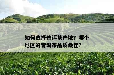 如何选择普洱茶产地？哪个地区的普洱茶品质更佳？