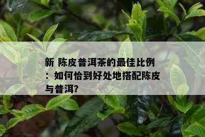 新 陈皮普洱茶的更佳比例：如何恰到好处地搭配陈皮与普洱？