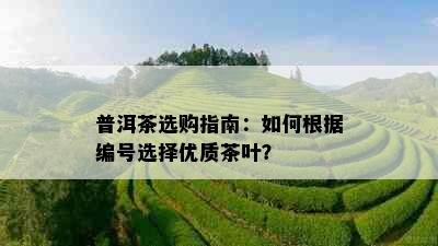 普洱茶选购指南：如何根据编号选择优质茶叶？