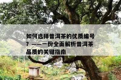 如何选择普洱茶的优质编号？——一份全面解析普洱茶品质的关键指南