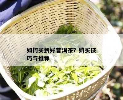 如何买到好普洱茶？购买技巧与推荐