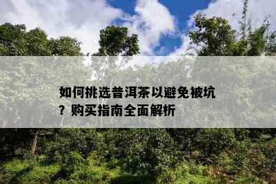 如何挑选普洱茶以避免被坑？购买指南全面解析