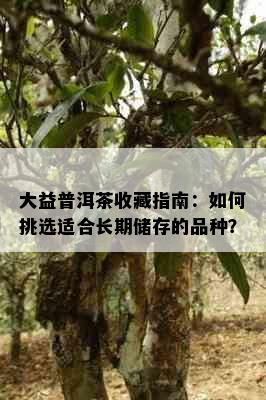 大益普洱茶收藏指南：如何挑选适合长期储存的品种？