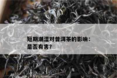 短期潮湿对普洱茶的影响：是否有害？