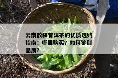 云南散装普洱茶的优质选购指南：哪里购买？如何鉴别品质？