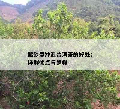 紫砂壶冲泡普洱茶的好处：详解优点与步骤