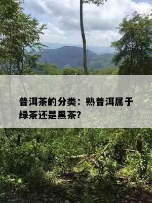 普洱茶的分类：熟普洱属于绿茶还是黑茶？