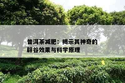 普洱茶减肥：揭示其神奇的辟谷效果与科学原理