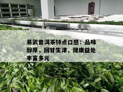 易武普洱茶特点口感：品味醇厚，回甘生津，健康益处丰富多元