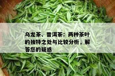 乌龙茶、普洱茶：两种茶叶的独特之处与比较分析，解答您的疑惑