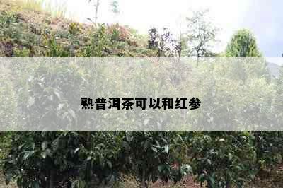 熟普洱茶可以和红参