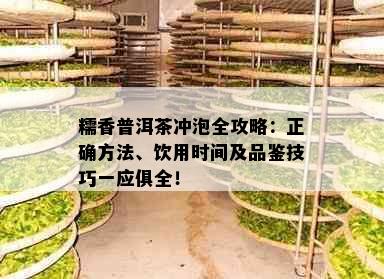 糯香普洱茶冲泡全攻略：正确方法、饮用时间及品鉴技巧一应俱全！