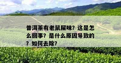 普洱茶有老鼠屎味？这是怎么回事？是什么原因导致的？如何去除？